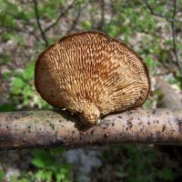 Orange Gills Orange Gills